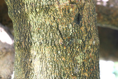 Garcinia livingstonei